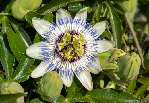 20220527-28 2590-Passiflore Ile de Re