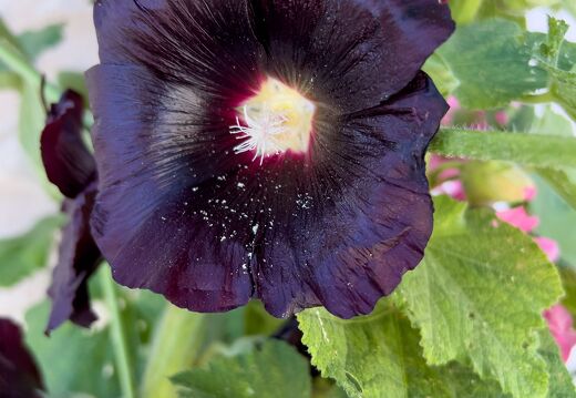 20220529-2095-Ile de re La Flotte Rose tremiere