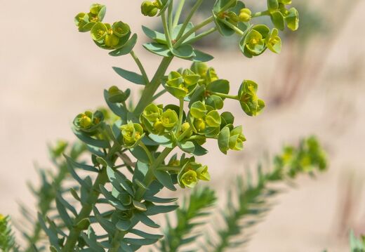 20220530-17 2615-euphorbe des dunes