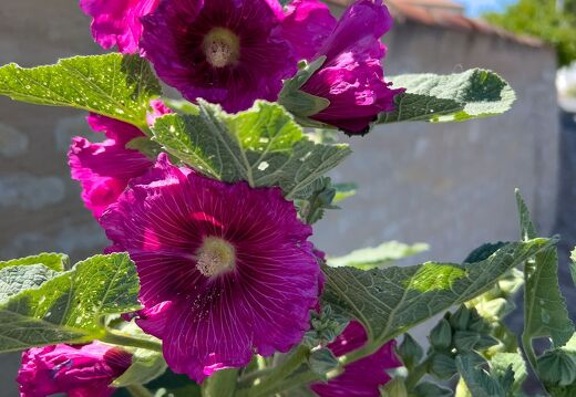 20220529-2096-Ile de re La Flotte Rose tremiere