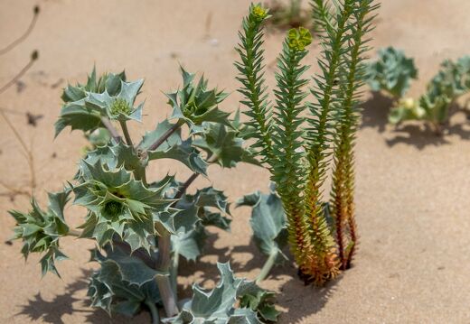 20220530-19 2617-panicaut de mer et euphorbe des dunes