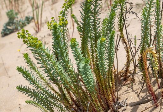 20220530-18 2616-euphorbe des dunes