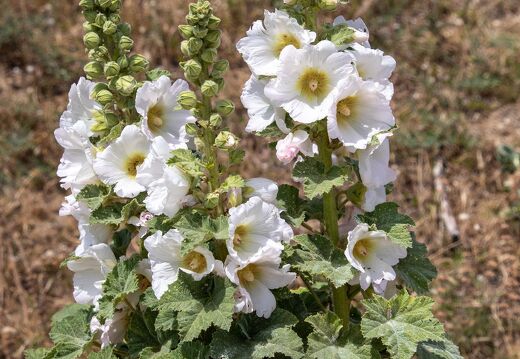 20220530-20 2618-rose tremiere