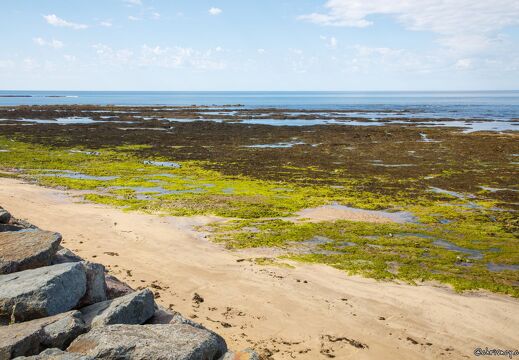 20220602-2755-Bretignolles sur mer