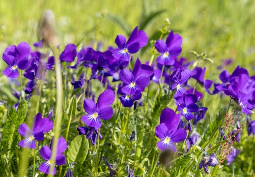 20240612-017 2940-Au col de Serre