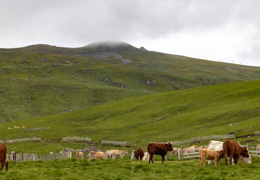 20240615-38 3345-Le Plomb du Cantal vu de Prat de Bouc