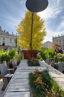 20241013-7901-jardin ephemere nancy