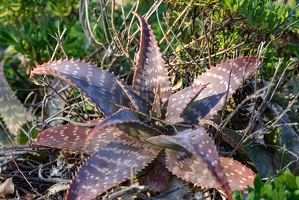 20250111-16 4957-Aloes macule Bormes les Mimosas