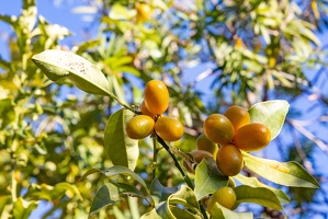 20250111-36 4985-Kumquat Bormes les Mimosas