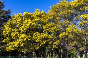 20250112-12 5071-Mimosa a Giens