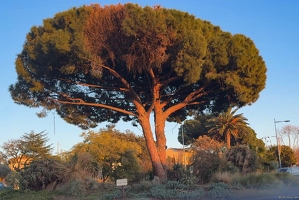 20250113-45 9711-Bormes les Mimosas Pin au Rond Point