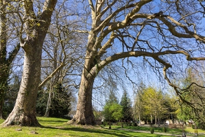20250406-10 7759-Fontaine Henry Chateau platane