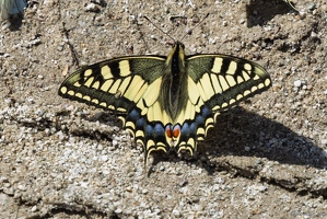 20250608-53 0215-Machaon La Berarde