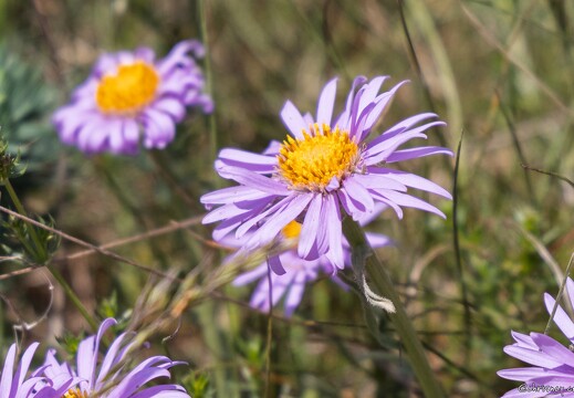 Plantes Lieux divers