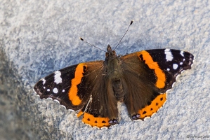 20250919-50 1402-Papillon Vulcain Vanessa atalanta
