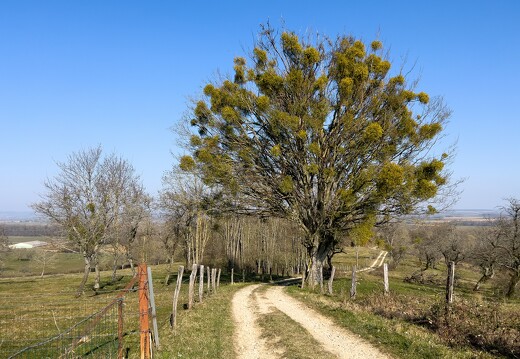 20220310-0509-Balade Leyr