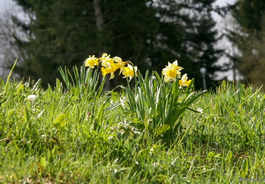 Jonquilles Vosges