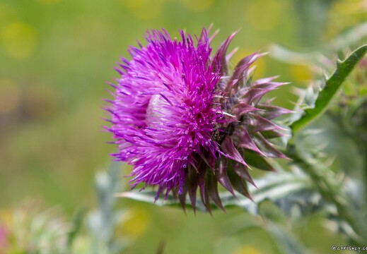 Plantes Hautes Pyrénées